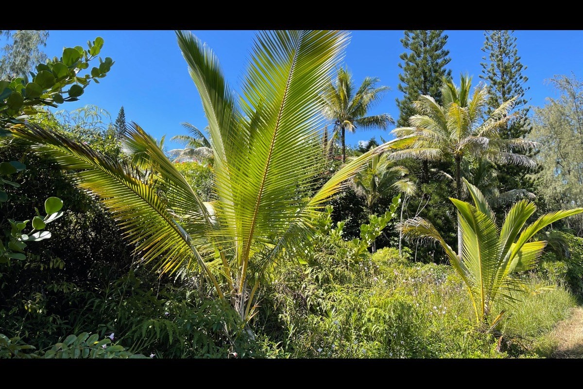 ハワイアンパラダイスパーク土地（海近物件）不動産画像10